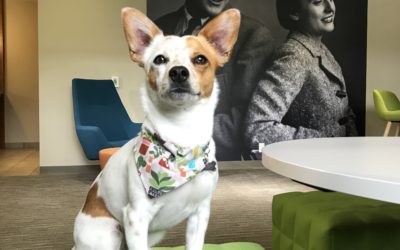 National Take Your Dog to Work Day