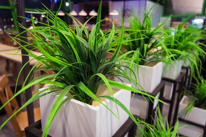 4 Reasons to Consider Adding Plants and Greenery to Your Office
